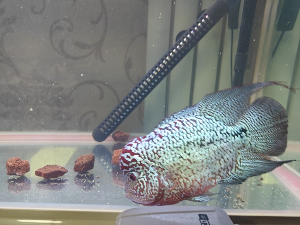 我這是啥魚？大佬們幫我說說。 我這是啥魚？大佬們幫我說說。 龍魚論壇 第4張