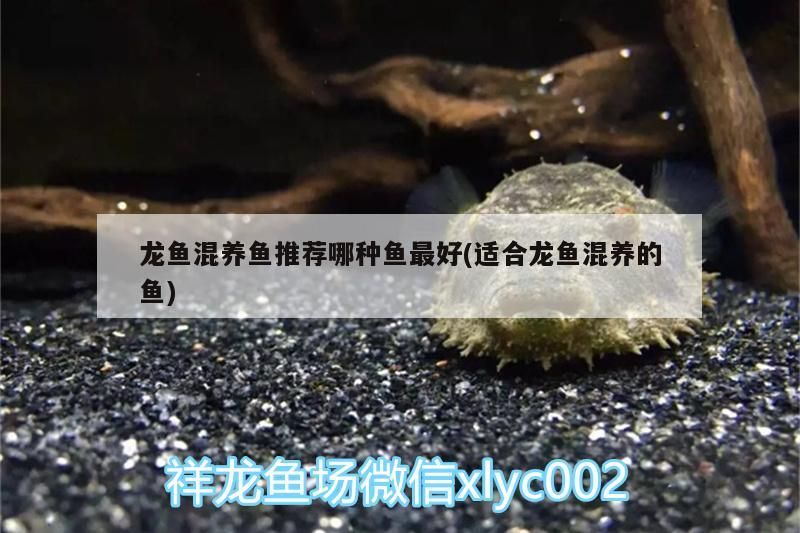鄭州觀賞魚批發(fā)基地地址電話號碼（ 鄭州觀賞魚批發(fā)基地地址電話號碼是多少）