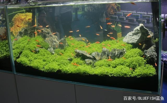 生態魚缸設計目的（生態魚缸要有哪些設備）