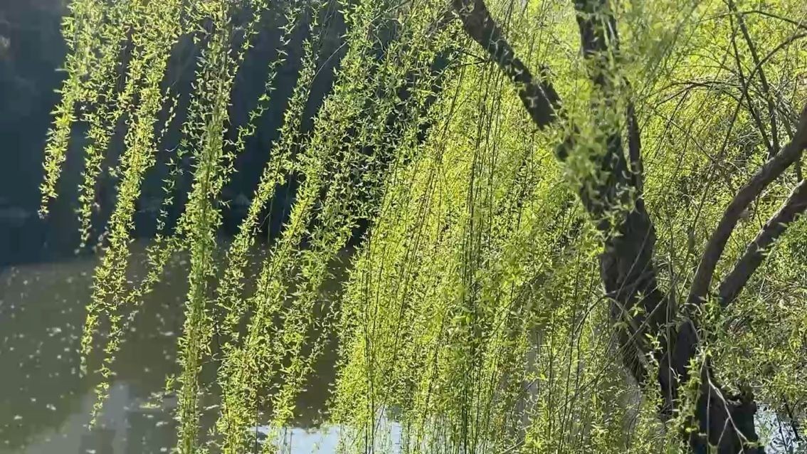 春天