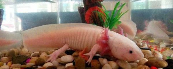 銅仁可麗愛魚缸專賣店，打造您的水族世界