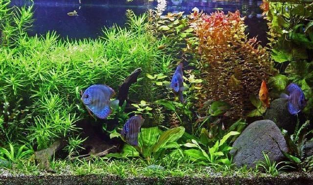 怎么喂龍魚吃蝦米呢：龍魚喂養之蝦米投喂全攻略