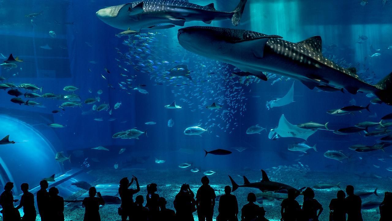 水族館一般多大：歐洲最大水族館規(guī)模可以從多個維度來衡量水體容量