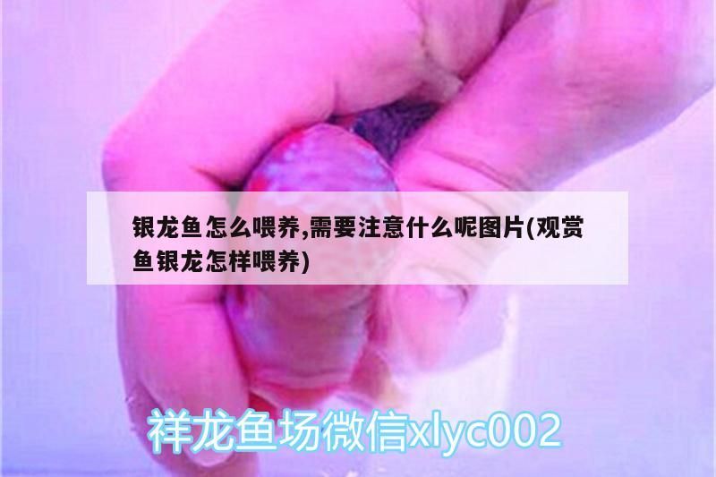 銀龍魚怎么喂養,需要注意什么呢圖片(觀賞魚銀龍怎樣喂養)
