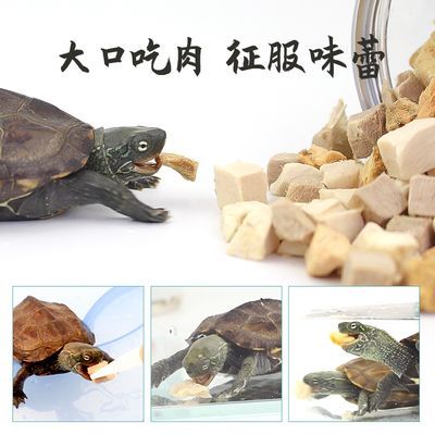 豬鼻龜的食物怎么做：豬鼻龜的食物搭配技巧 豬鼻龜的食物怎么做：豬鼻龜的食物搭配技巧 豬鼻龜百科 第4張