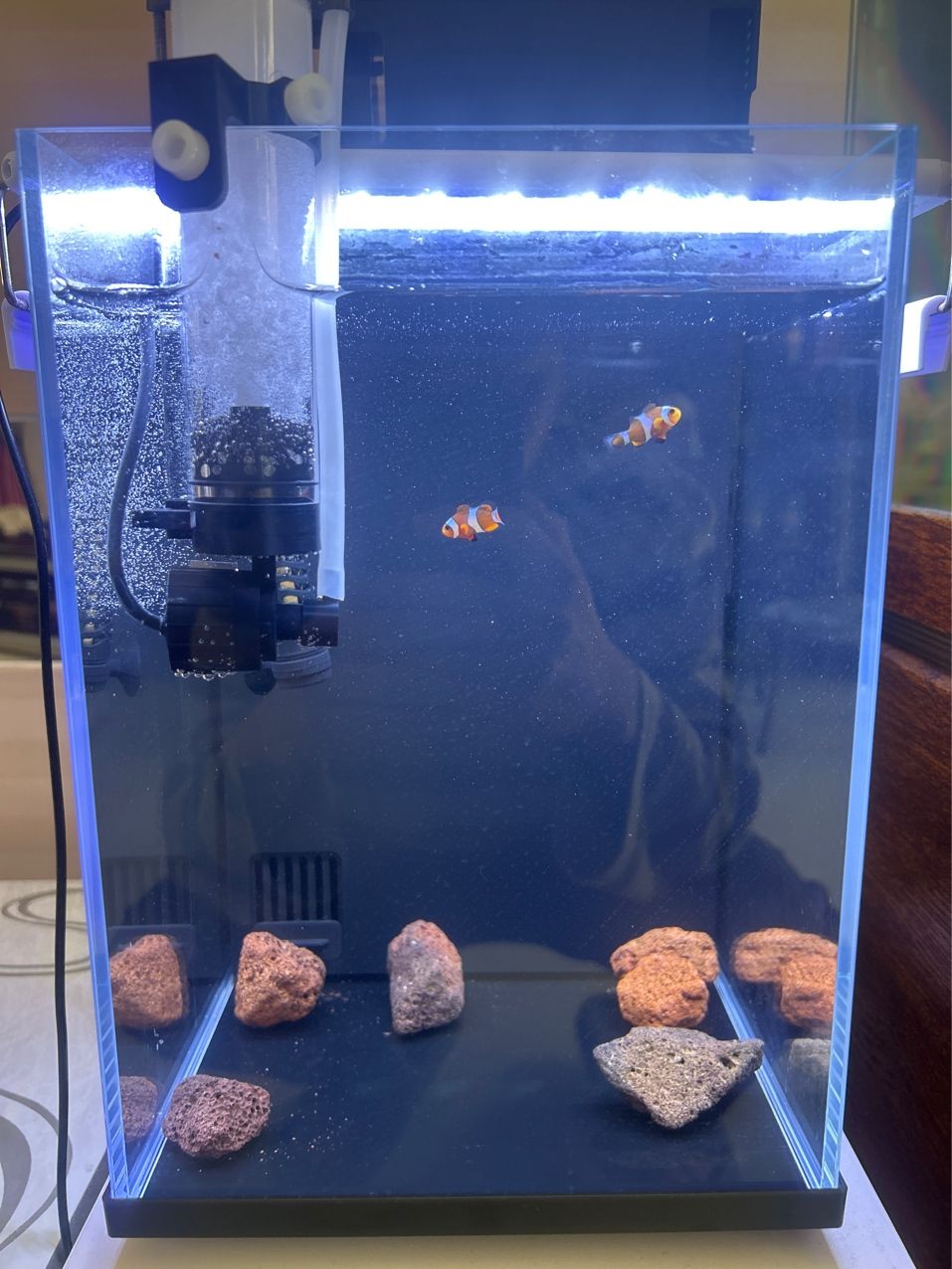 新開的小海缸v(°?^*)⌒☆