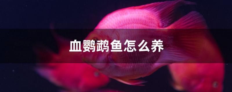 血鸚鵡魚怎么養