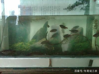 觀賞魚溫度要控制幾度？（觀賞魚的適宜水溫）