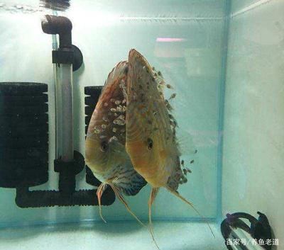 觀賞魚溫度要控制幾度？（觀賞魚的適宜水溫）