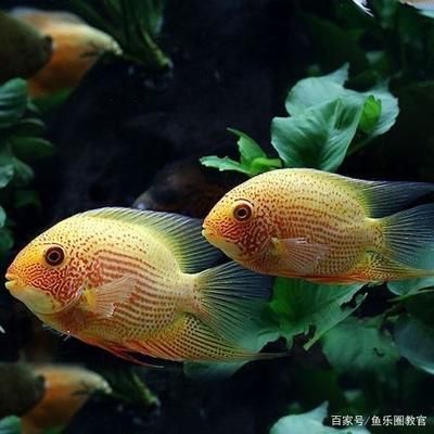 觀賞魚溫度要控制幾度？（觀賞魚的適宜水溫）