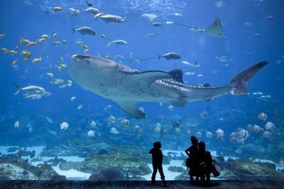 十大水族館介紹：上海海洋主題公園海洋主題公園、海洋主題公園之一水族館