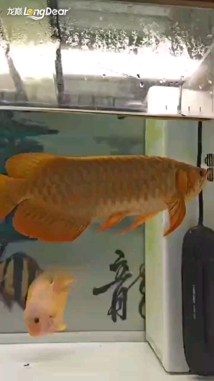 轉發736