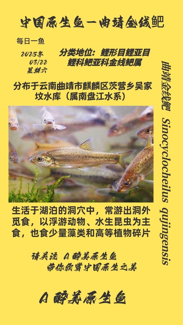 曲靖金線鲃