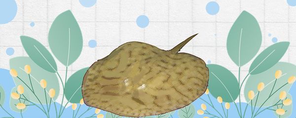 魟魚成長速度有多快：魟魚的成長速度受到多種因素影響[需手動填充]魚成長速度有多快