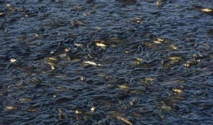 魚游水中悟禪意，云過天際見本心—論自然萬象中的禪機啟示