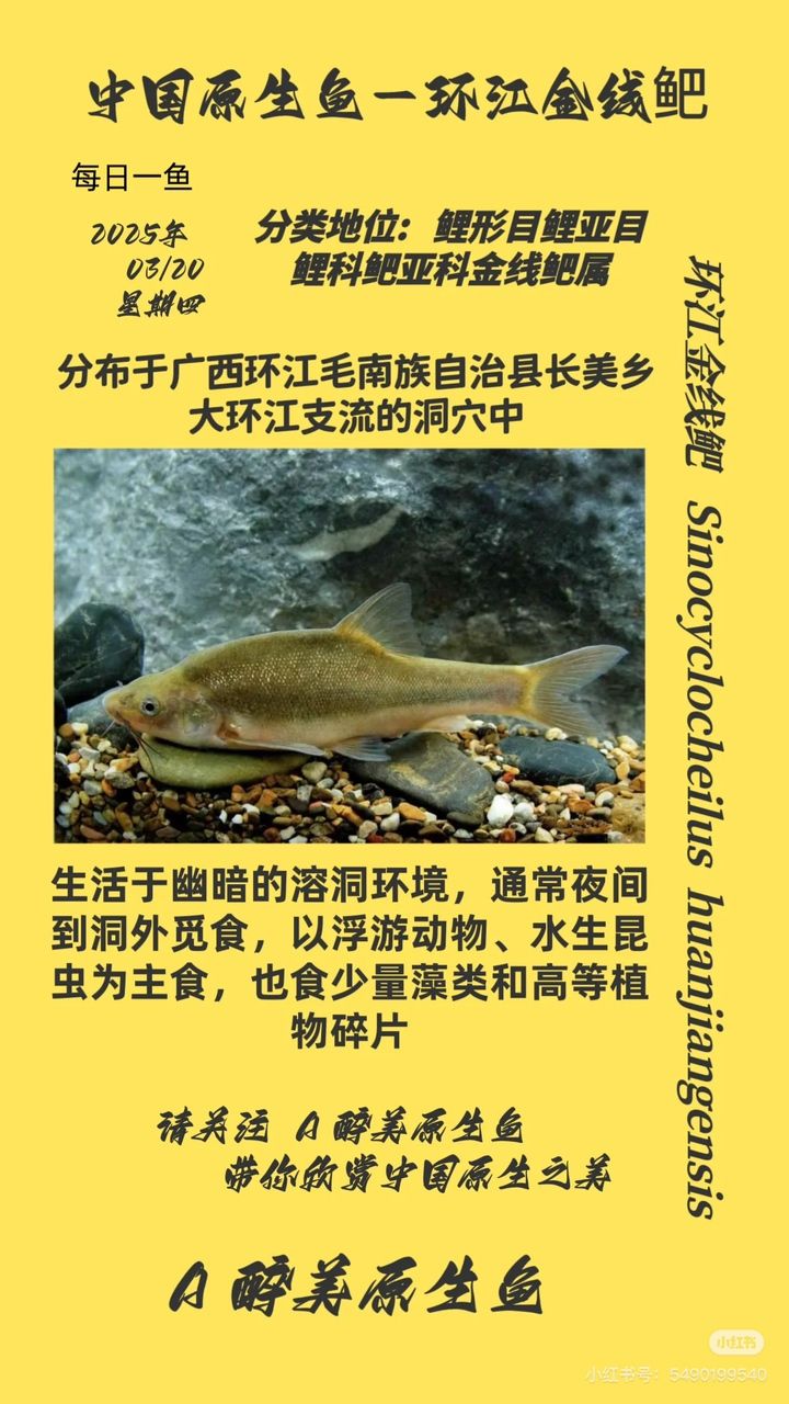環(huán)江金線鲃