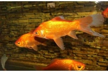 國內觀賞魚養殖的發展狀況（《觀賞魚養殖技術》）