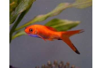 國內觀賞魚養殖的發展狀況（《觀賞魚養殖技術》）