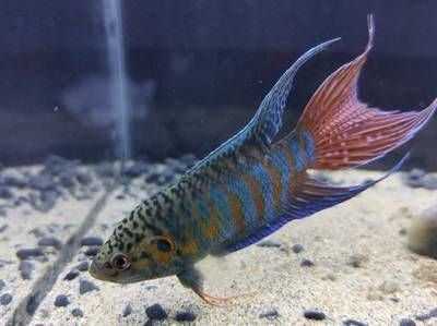 國內觀賞魚養殖的發展狀況（《觀賞魚養殖技術》）