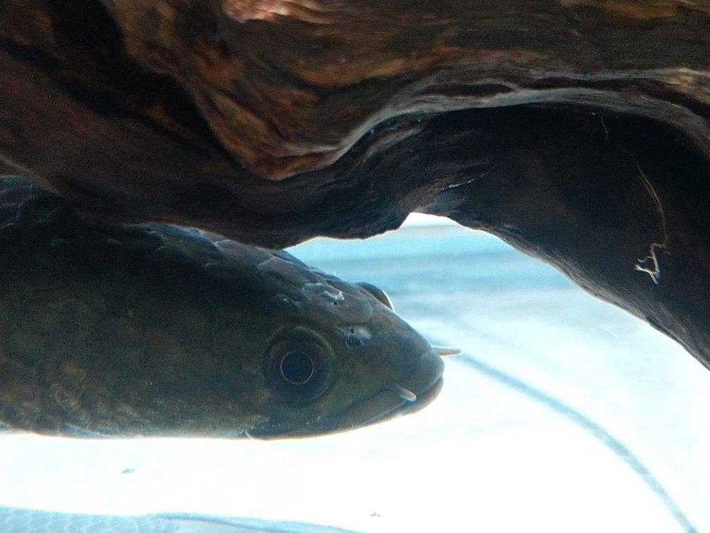 青魚苗（ 青魚苗如何喂養）