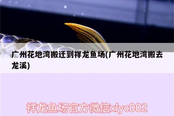 廣州花地灣搬遷到祥龍魚場(廣州花地灣搬去龍溪)