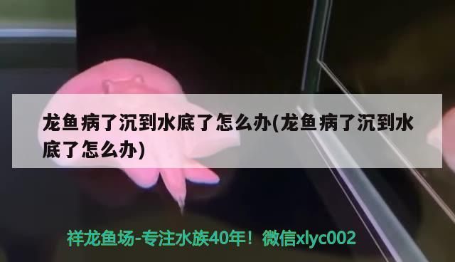 龍魚病了沉到水底了怎么辦(龍魚病了沉到水底了怎么辦)