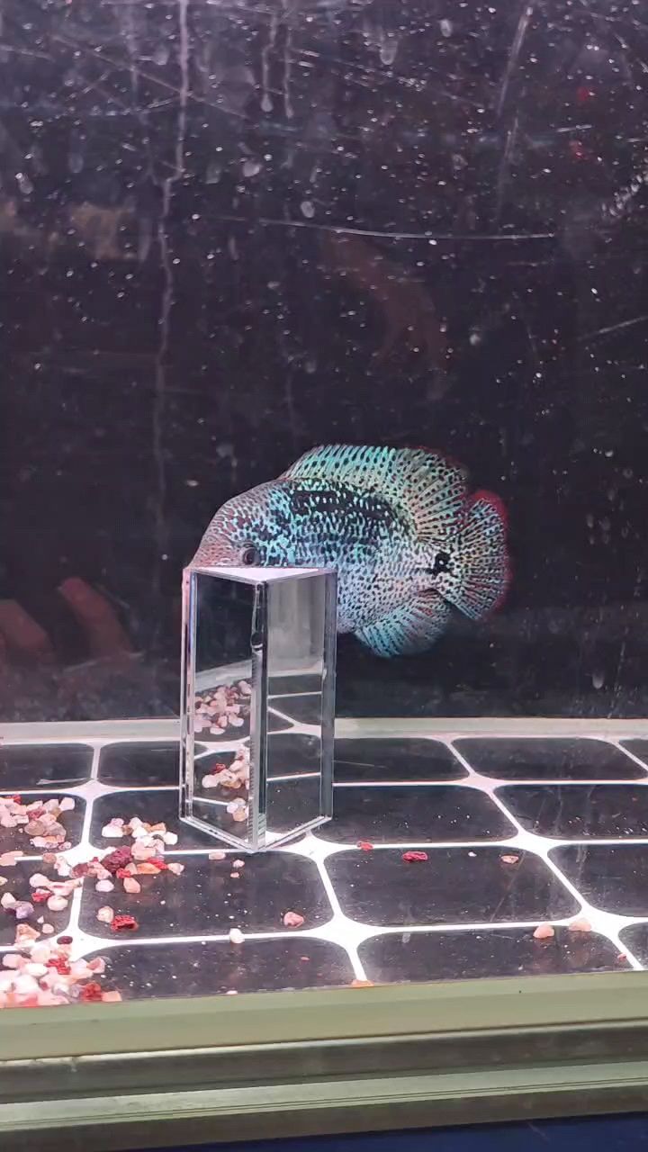 滿紋古典羅漢魚