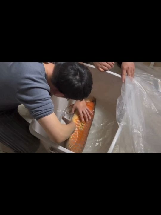 一條75公分紅龍魚的手術之旅