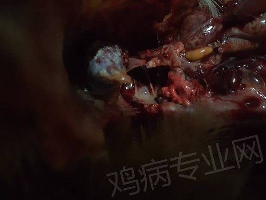 魚一天不喂等于三天白喂，科學喂養與魚類健康的關系