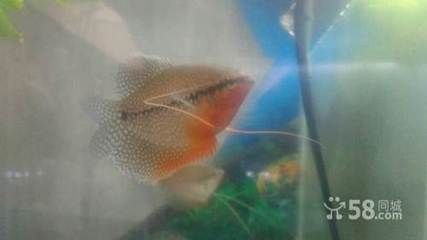 觀賞魚零售價格多少合適（觀賞魚的零售價格與飼養技巧）