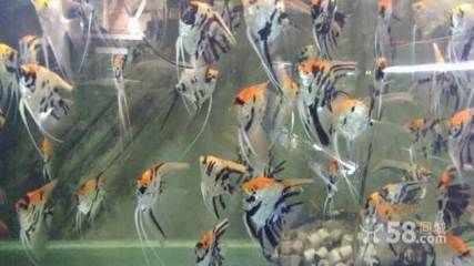 觀賞魚零售價格多少合適（觀賞魚的零售價格與飼養(yǎng)技巧）