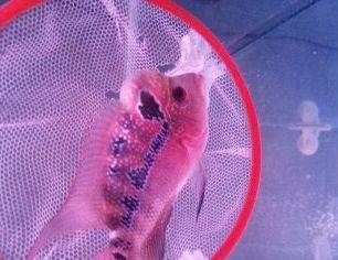 觀賞魚零售價格多少合適（觀賞魚的零售價格與飼養技巧）