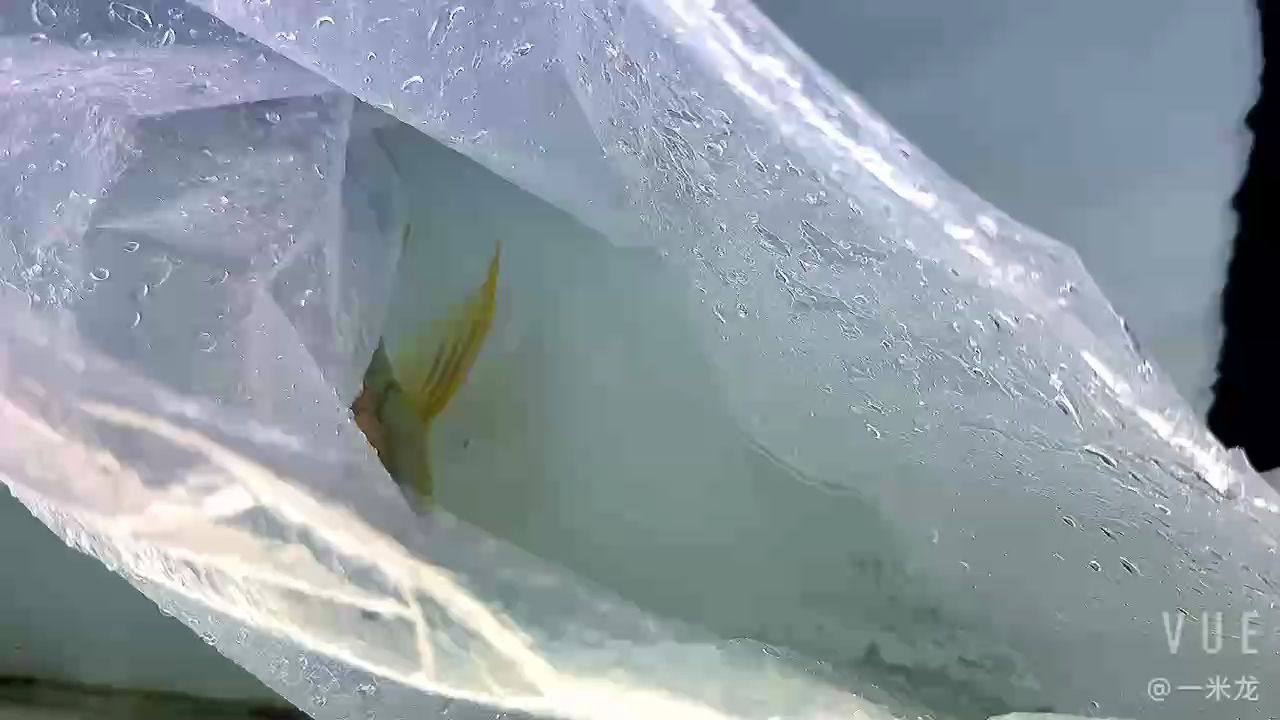 龍魚(yú)干蝦有營(yíng)養(yǎng)嗎 金頭欣賞視頻 龍魚(yú)論壇 金頭欣賞視頻 金頭欣賞視頻 龍魚(yú)論壇