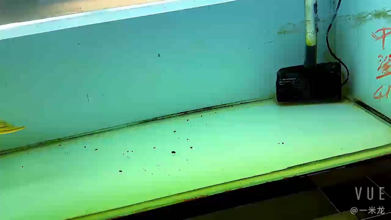 給你們看條迪納的金頭，真的好金頭表現