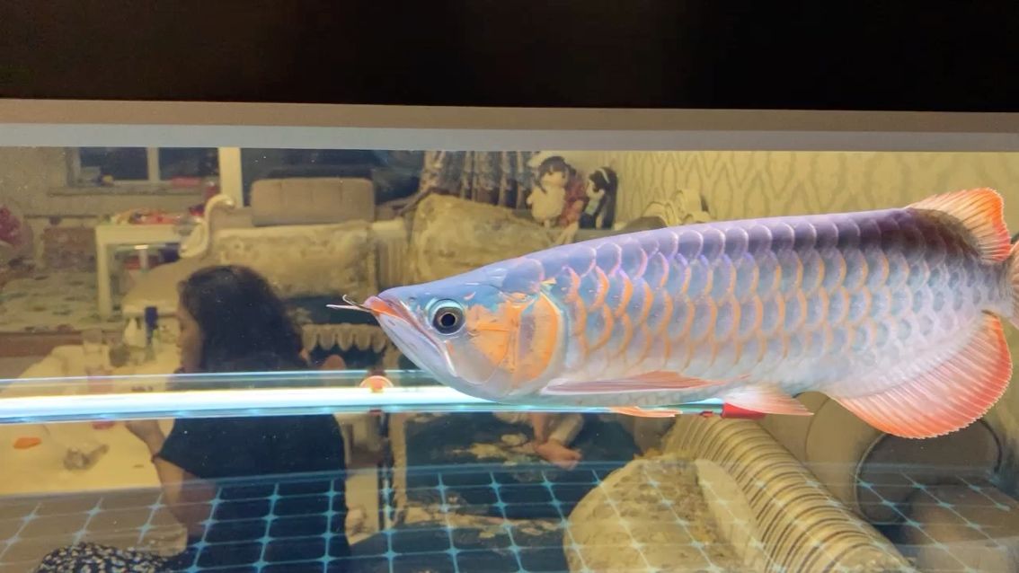 綿陽市涪城區劉氏森森水族店 全國水族館企業名錄 第2張 綿陽市涪城區劉氏森森水族店 綿陽市涪城區劉氏森森水族店 全國水族館企業名錄 第2張