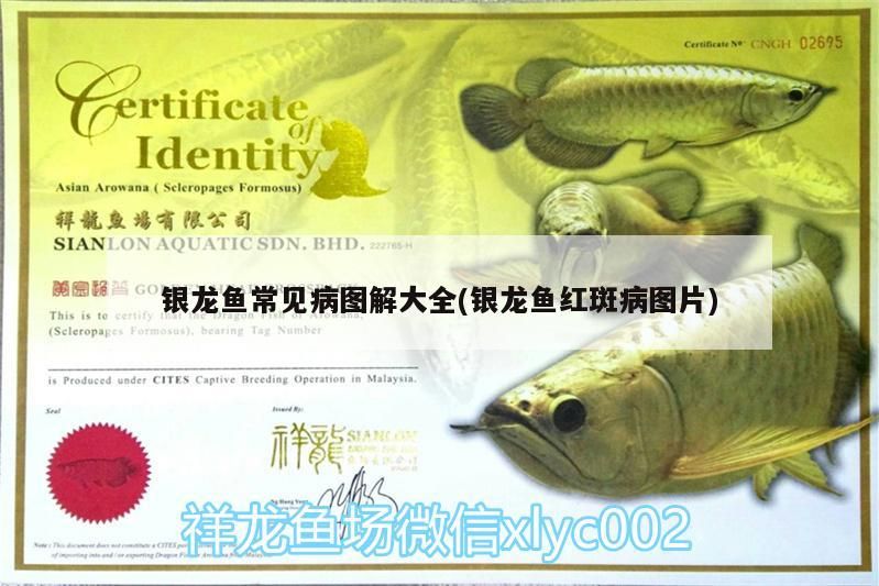 銀龍魚常見病圖解大全(銀龍魚紅斑病圖片)