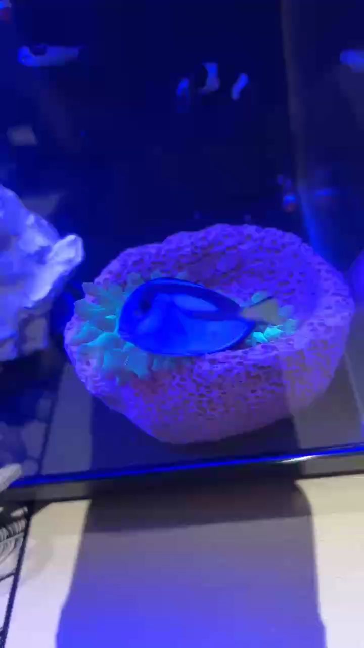 鸚鵡魚和銀龍魚混養怎樣喂食 新成員全軍覆沒,帶走倆老缸魚! 龍魚論壇 新成員全軍覆沒,帶走倆老缸魚! 新成員全軍覆沒,帶走倆老缸魚! 龍魚論壇