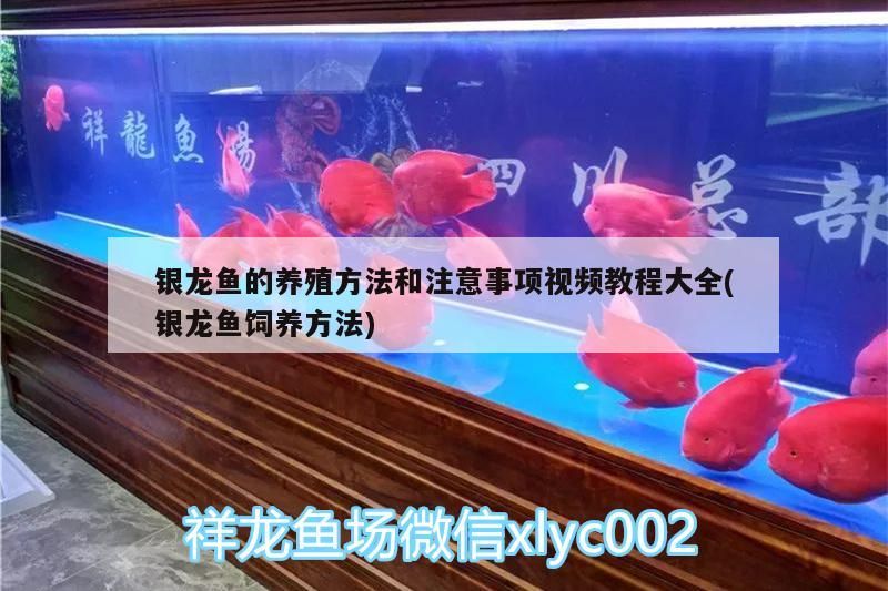 銀龍魚的養殖方法和注意事項視頻教程大全(銀龍魚飼養方法)