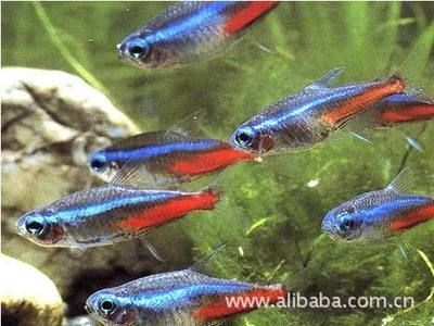 觀賞魚養殖公司排名（關于觀賞魚養殖公司的一些信息）