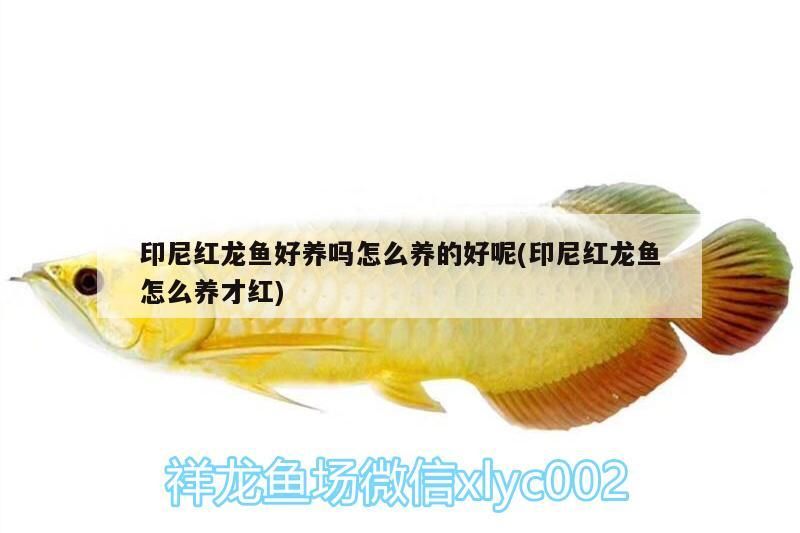 印尼紅龍魚好養嗎怎么養的好呢(印尼紅龍魚怎么養才紅)