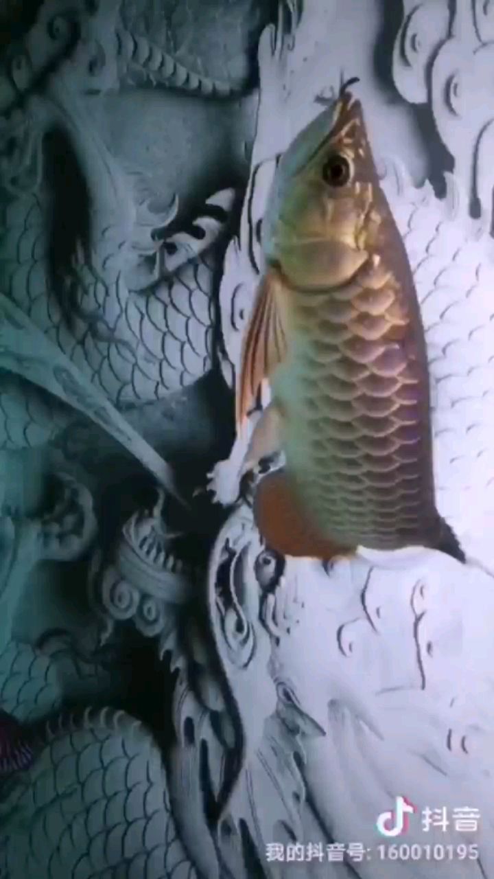 武吉美拉翹頭金龍請(qǐng)欣賞 武吉美拉翹頭金龍請(qǐng)欣賞 武吉美拉金龍魚(yú) 第1張