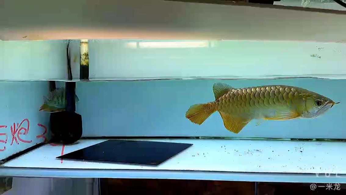 我拿一條非常飽滿正常頭型的來說