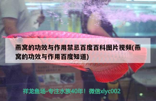 元寶火鳳凰 超可愛 元寶火鳳凰 超可愛 元寶鳳凰魚百科 第2張