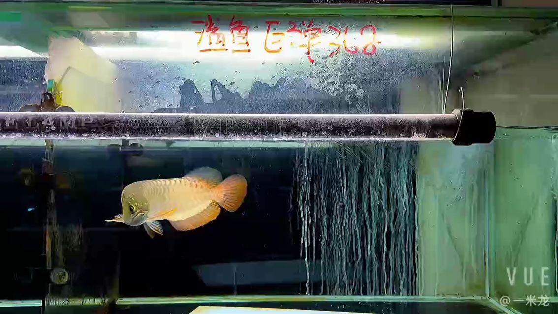 為啥有時(shí)候說(shuō)微鯊到最后更能體現(xiàn)你想要炮彈