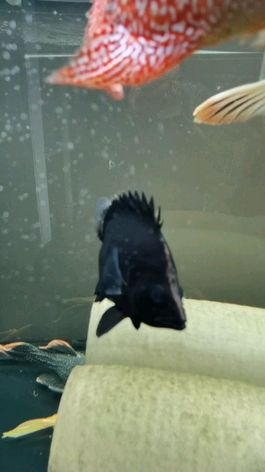 銅錢草種魚缸里對(duì)魚有影響嗎（銅錢草種魚缸里對(duì)魚有影響嗎圖片）