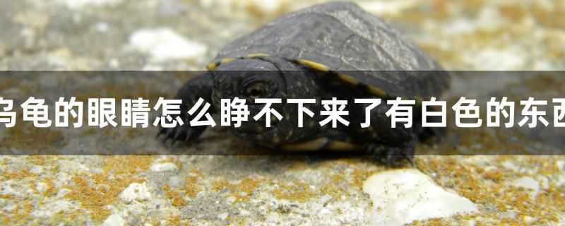烏龜的眼睛怎么睜不下來了有白色的東西
