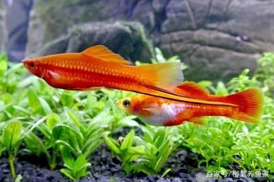 觀賞魚浮在不動怎么回事著（觀賞魚浮在水面不動可能是由于多種原因引起的原因）