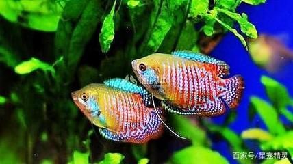 觀賞魚浮在不動怎么回事著（觀賞魚浮在水面不動可能是由于多種原因引起的原因）