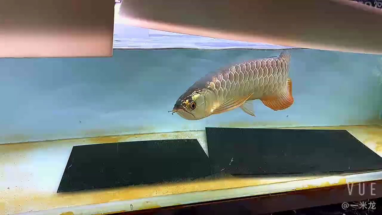 紅龍魚用黃燈烤有用嗎 這條迪納的迷彩,最不起眼得吊車尾 龍魚論壇 這條迪納的迷彩,最不起眼得吊車尾 這條迪納的迷彩,最不起眼得吊車尾 龍魚論壇