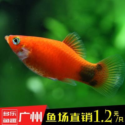 觀賞魚(yú)新手（養(yǎng)觀賞魚(yú)的基礎(chǔ)知識(shí)和技巧）